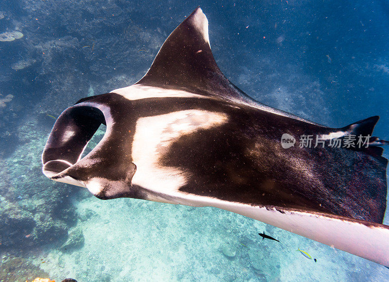 远洋蝠鲼(Manta birostris)游过清洁站。在世界自然保护联盟的红色名单中，这些优雅的动物正在成为野外罕见的景象。